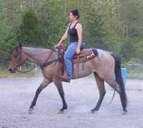 circle-s-quarter-horses.com Joedir