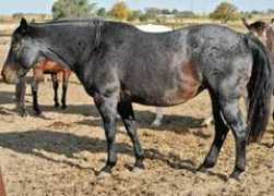 cnrquarterhorses.com Joeleo