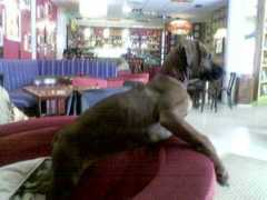 Joett