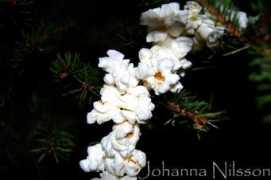 johannan.myshowroom.se Johannan