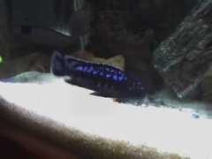 badmanstropicalfish.com Johanni