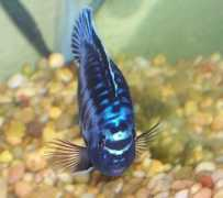 badmanstropicalfish.com Johanni