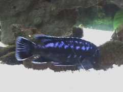 badmanstropicalfish.com Johanni