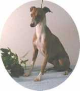 Johma