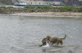 briard-spuetz.de Jokae