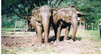 wildlifedefenseusa.org Jokia