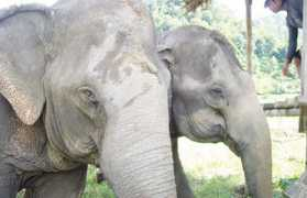 earthintransition.org Jokia