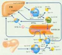meddic.jp Jokoh