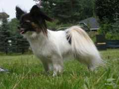 Joleene