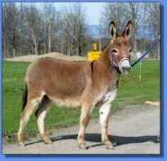 asspirinacresdonkeys.com Jolena