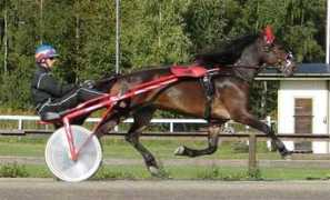 arvikatravhast.se Jolita