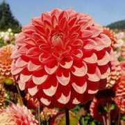 dahlias.net Jomanda