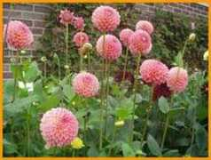 kesdahlias.co.uk Jomanda