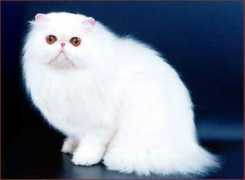 ltch-cattery.com Jonala