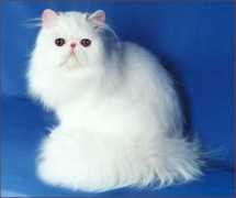 ltch-cattery.com Jonala
