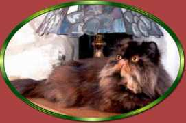 sansy-cattery.com Jonala