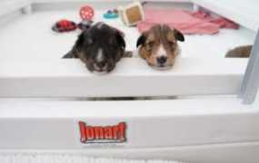 thewhelpingbox.com Jonart