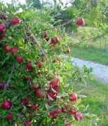 hillside-orchard.com Jonathans
