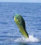 mexfish.com Jonjen