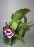plantoasis.com Jonora