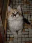 moon-soft.com Jonthen