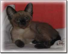 tonkinesecatclub.co.uk Jooles
