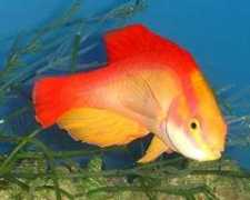 ezine.reefscapes.net Jordani