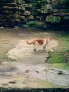 Joric