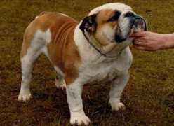 bulldogpedigree.com Jorona