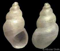 gastropods.com Josae