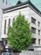Josei