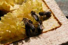 joseti.be Joseti