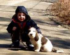 laceykennels.com Joshima