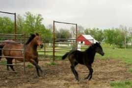 donegalranchquarterhorses.com Josief