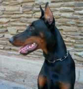Joskie