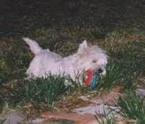 Joskie