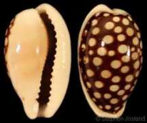 gastropods.com Josland