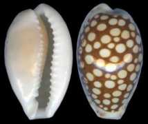 gastropods.com Josland