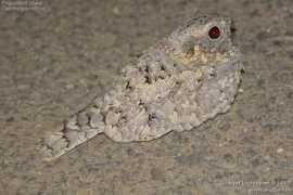 arpit.oiseaux.net Jotaka