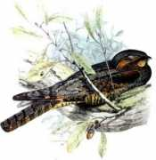 oiseaux.net Jotaka