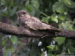 devashish.deb.oiseaux.net Jotaka