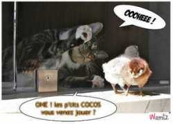 wamiz.com Jout