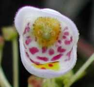 strangewonderfulthings.com Jovellana