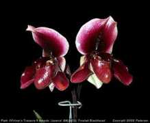 slipperorchid.com Joyance