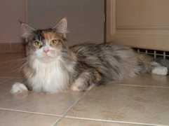 american-woodcats.de Joyline