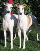 covecreekwhippets.com Joyx