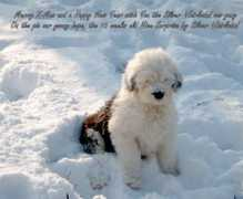 bobtail.uw.hu Jozso
