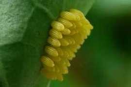 yorkshirebutterflies.org.uk Jsika
