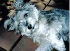 dailypuppy.com Juanelle