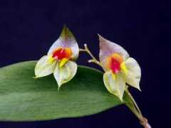 orchidspecies.com Juanii